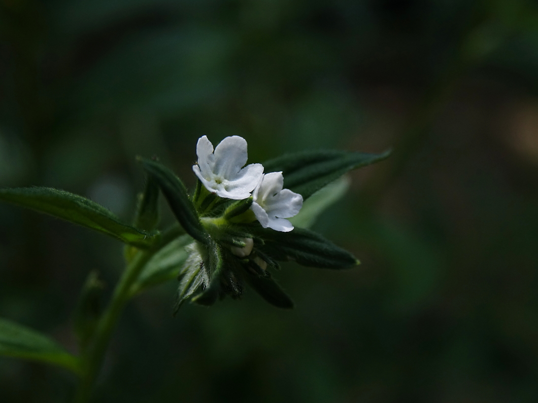 Photo Title