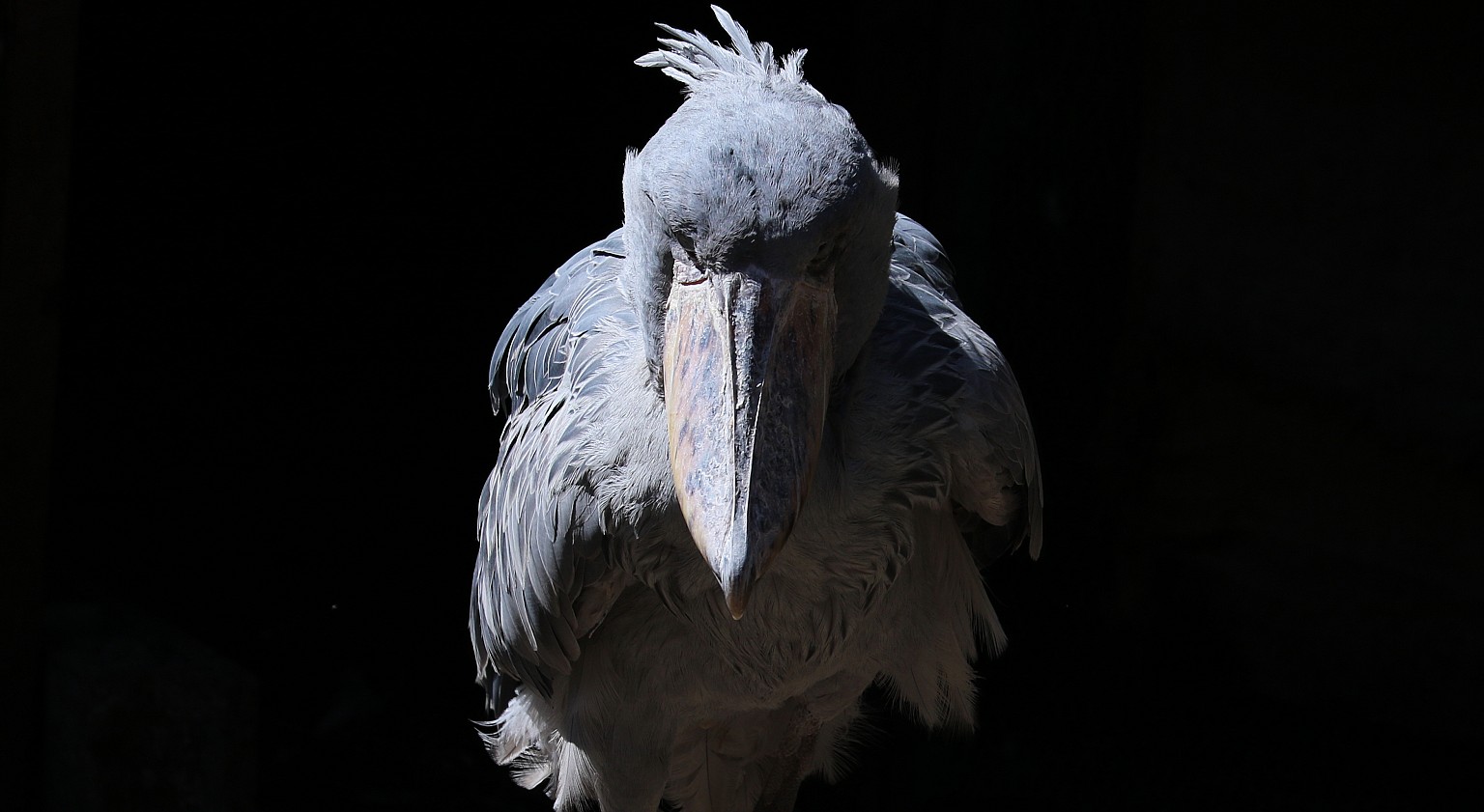 Photo Title