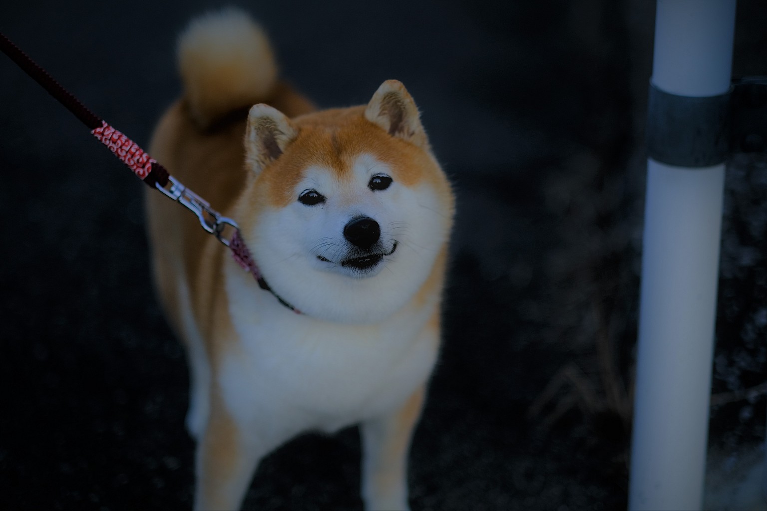 Photo Title