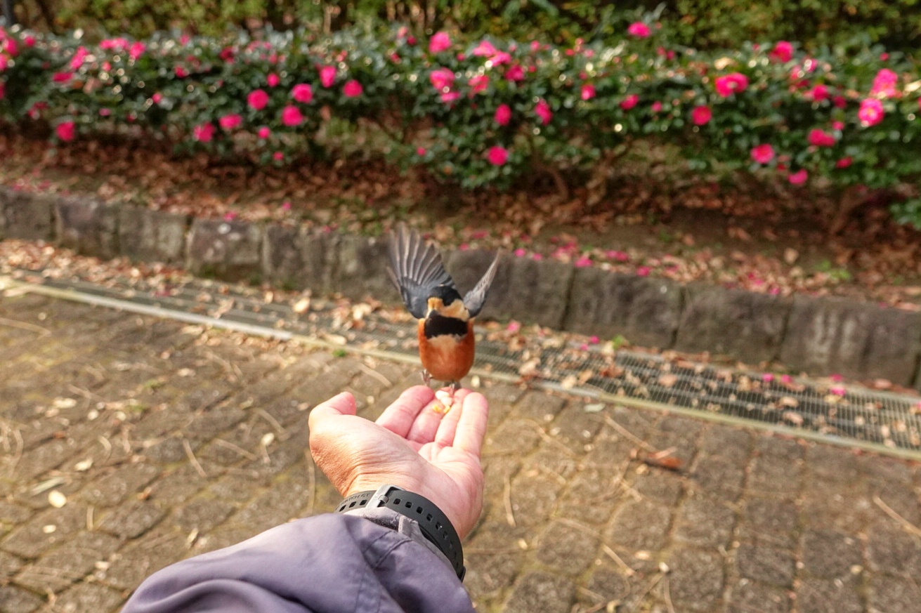 Photo Title