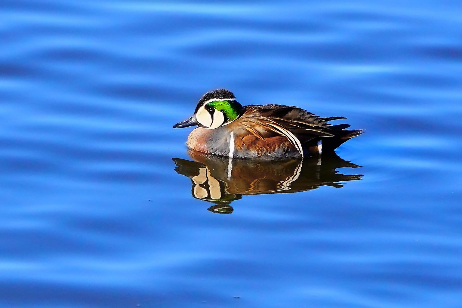 Photo Title