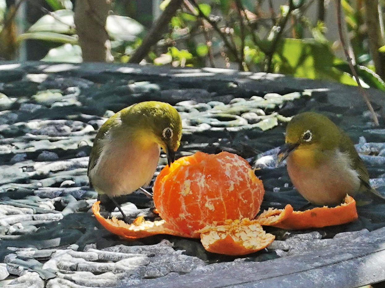 Photo Title