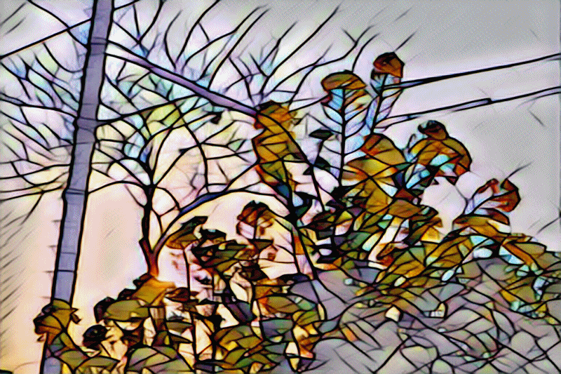 Photo Title