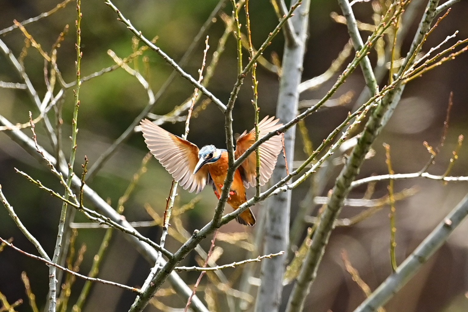 Photo Title